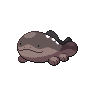 Clodsire
